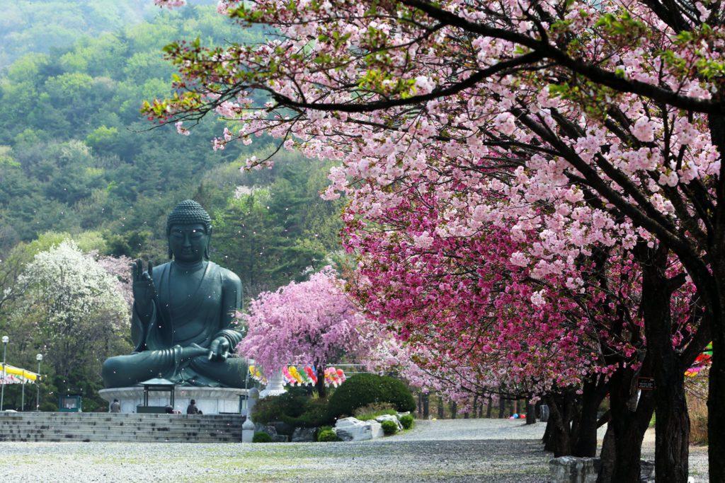 buddha's birthday
korean holidays