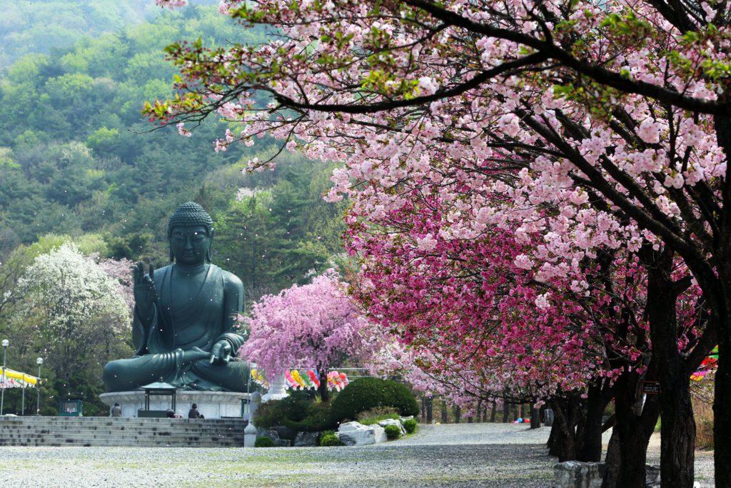 buddha's birthday
korean holidays 