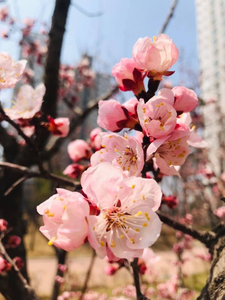 south korea blossoms