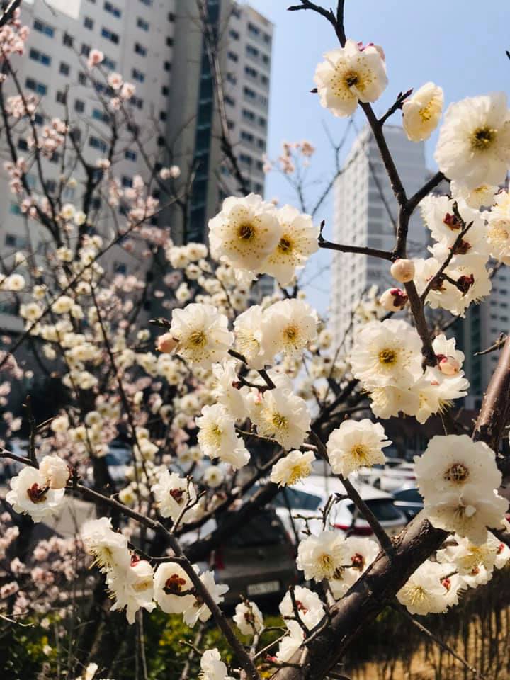 south korea blossoms