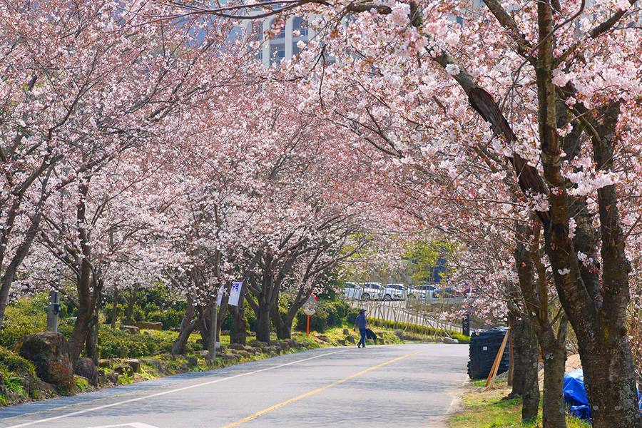 south korea blossoms