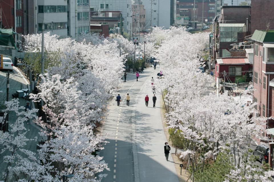 south korea blossoms