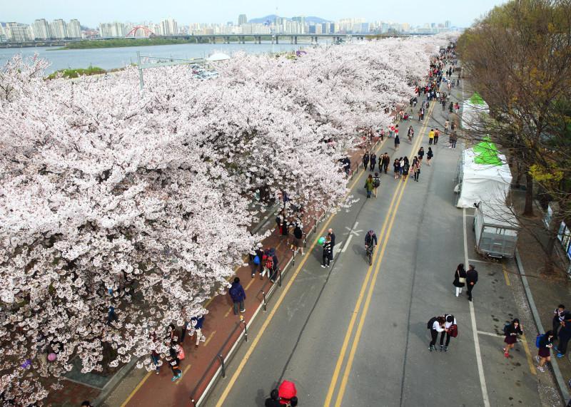 cherry blossom in korea