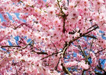 south korea blossoms