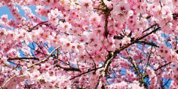 south korea blossoms