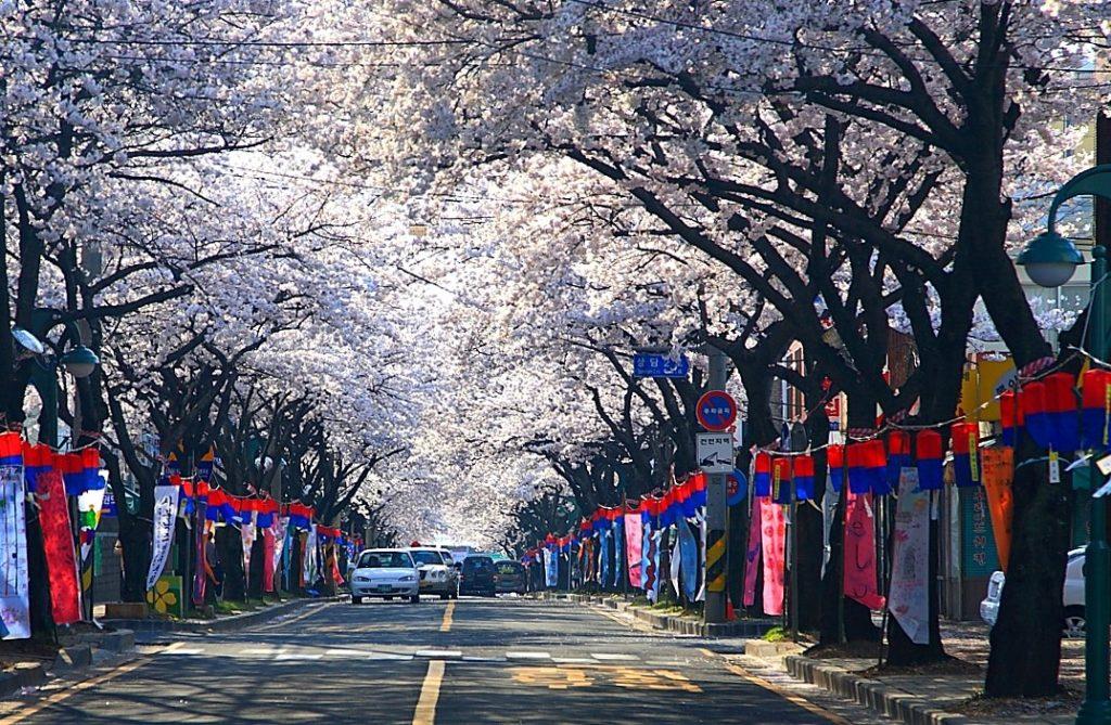 south korea blossoms