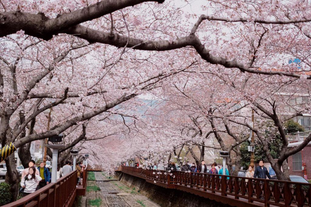 cherry blossom in korea