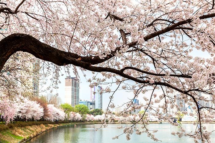 cherry blossom in korea