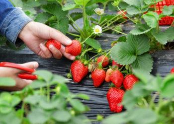 Strawberry picking