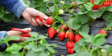 Strawberry picking