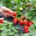 Strawberry picking