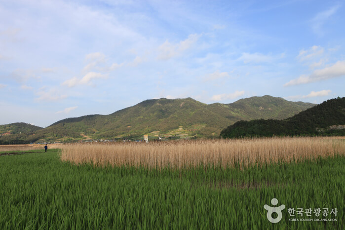 Places to Visit in Suncheon