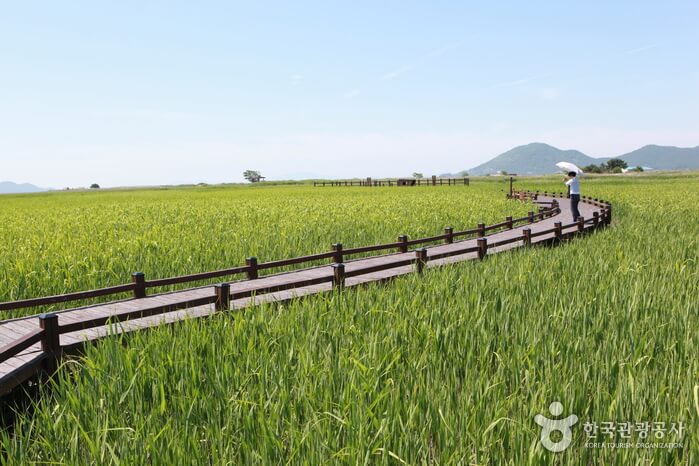 Places to Visit in Suncheon