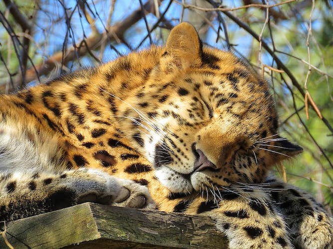 Amurleopard sydkoreanska djur