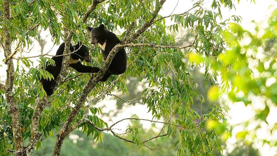 Crianças do Urso Negro-asiático