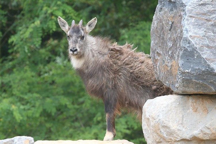 El goral coreano