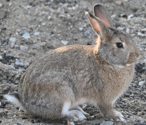 korean hare