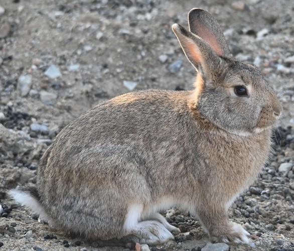 korean hare