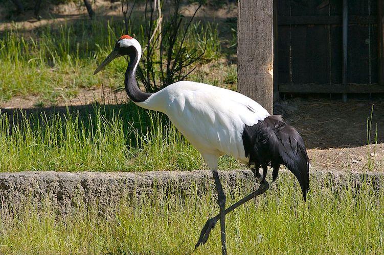 red crowned crane