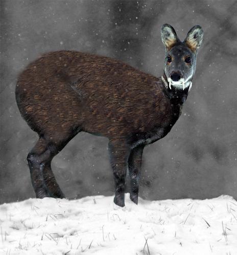 El ciervo almizclero siberiano