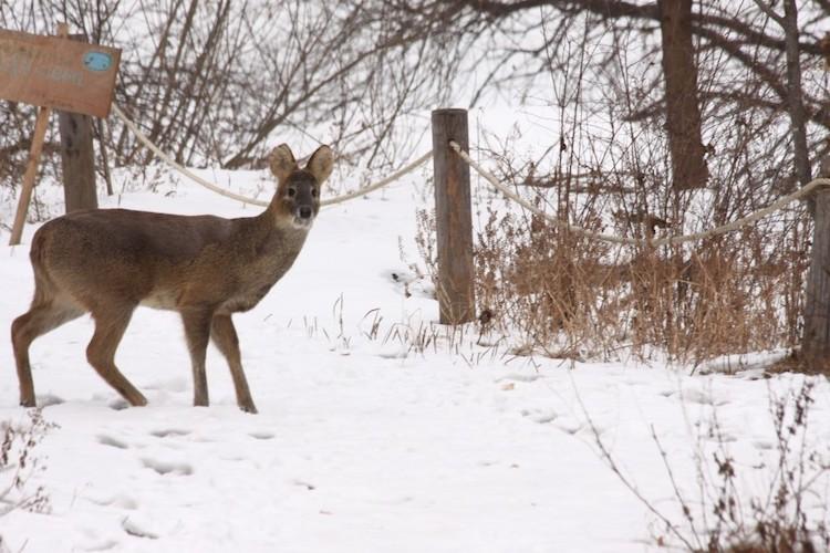 water deer south korea