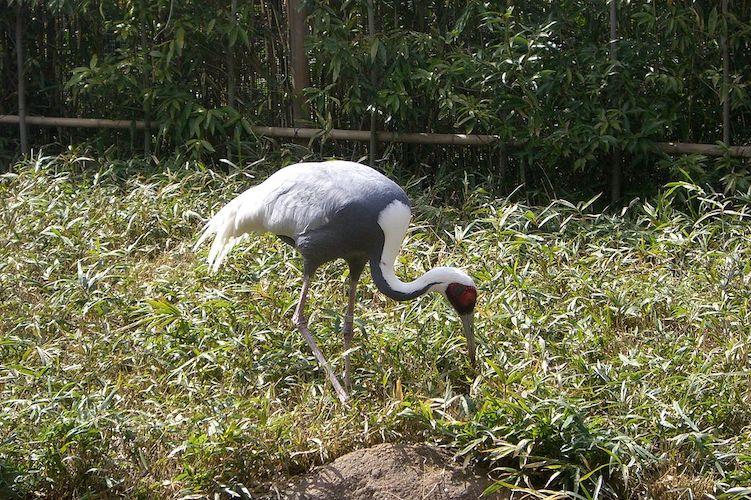 white named crane