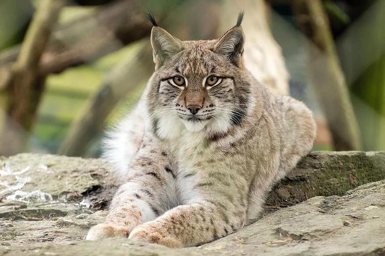 Luchs Südkorea