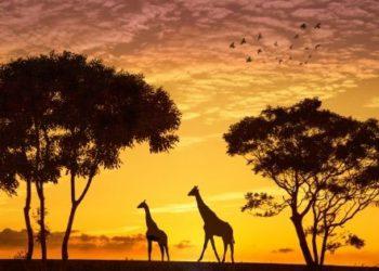 south korea native animals