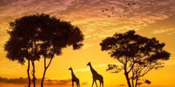 south korea native animals