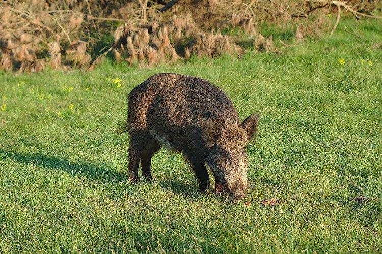 Wildschwein Südkorea