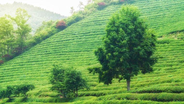 Boseong Tea Fields