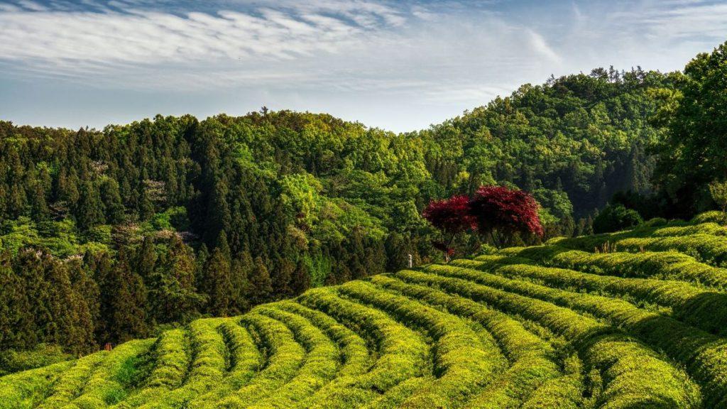 boseong green tea fields korean countryside
