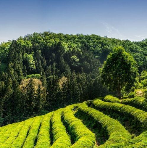 Boseong: Green Tea Plantations