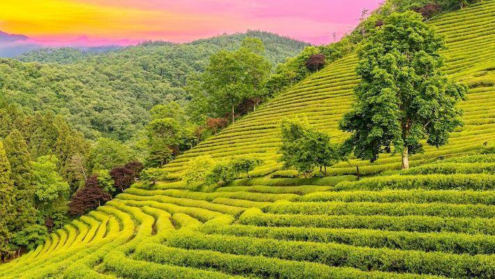 boseong tea fields 