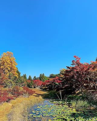 fall foliage gangwon-do