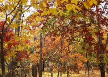 korea autumn bucket list