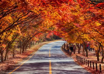 Fall at Naejangsan National Park
