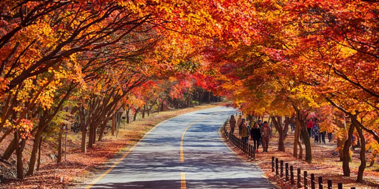 Fall at Naejangsan National Park