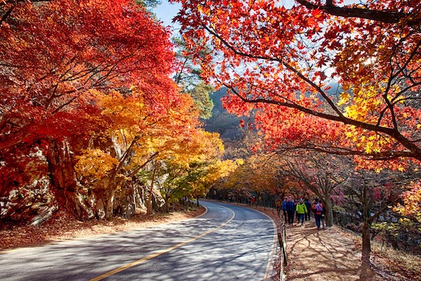Naejangsan National Park autumn