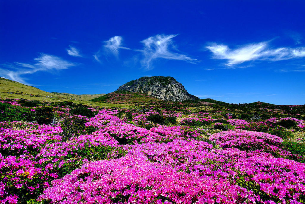 mount Hallasan jeju must have things