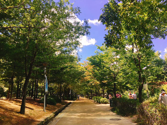 Social Distance Travel Ideas in Seoul Forest