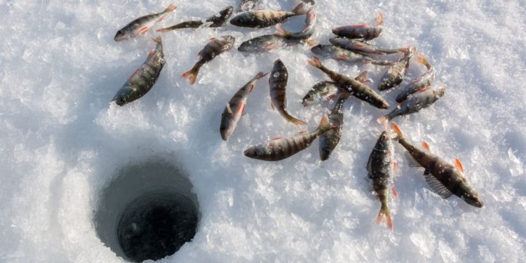 Hwacheon Sancheoneo Ice Festival