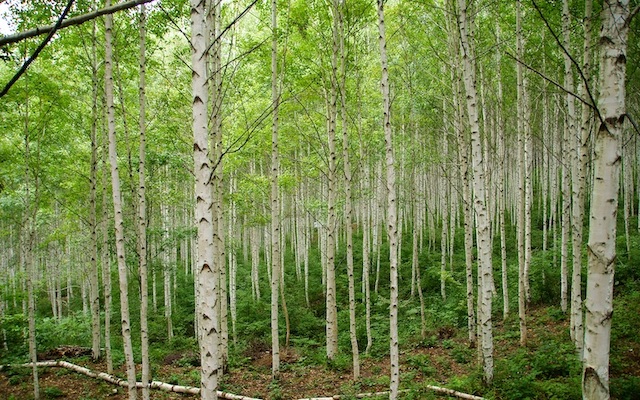 must-visit gangwon-do spots birch forest