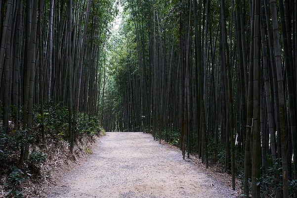 Juknokwon Bamboo Forest