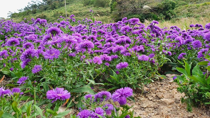 purple island Korea flowers