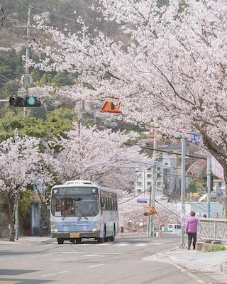 spring in busan best time to visit