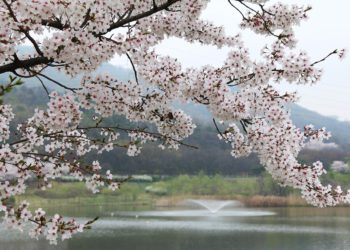 Busan Spring destinations