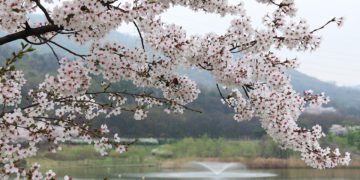 Busan Spring destinations