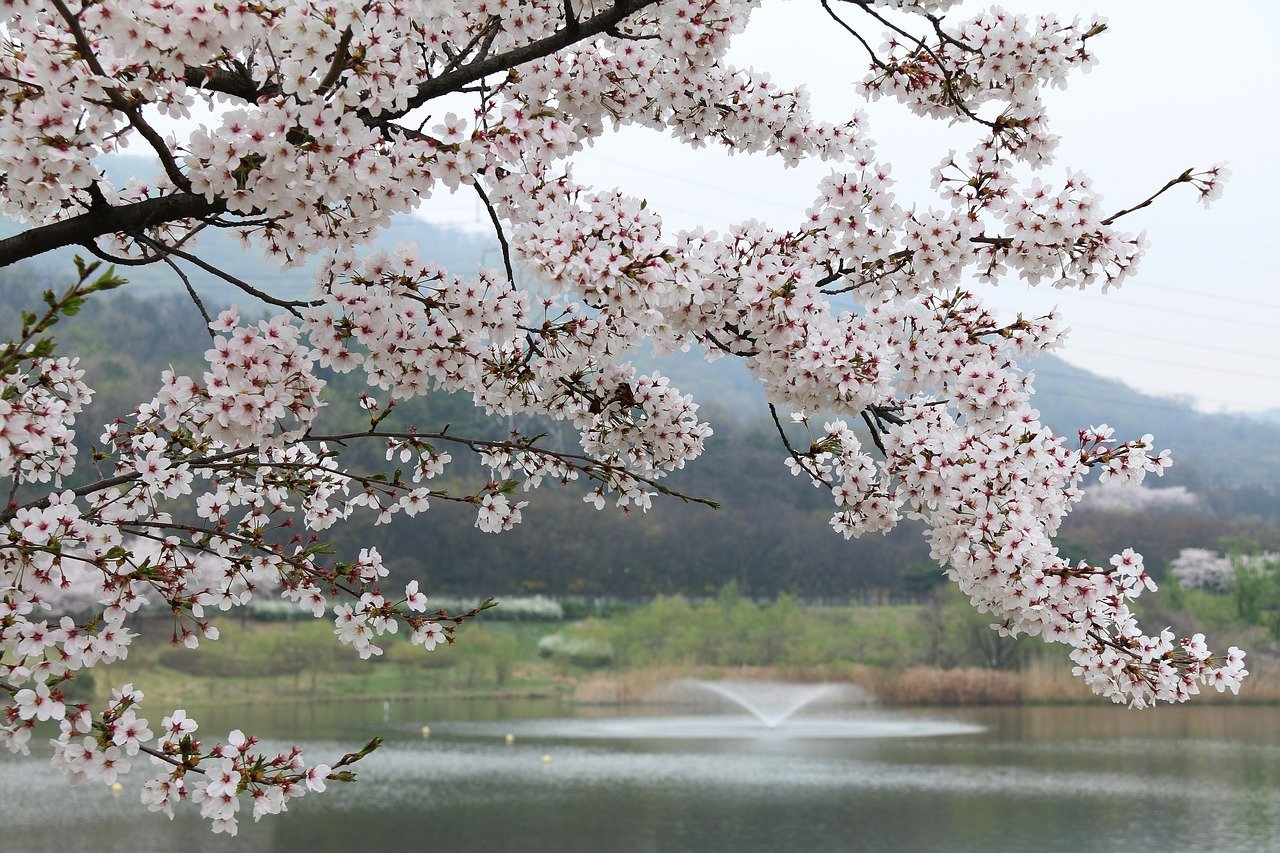 5 Busan Spring Destinations For Nature Lovers | KoreaTravelPost