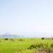 Jeju Olle Trails
